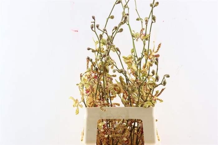 <h4>Aranthera Maggivee</h4>