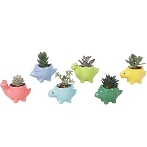 Thank you Teacher Arr. Succulent Ceramic Pot Dinosaur Ø12cm 1PP