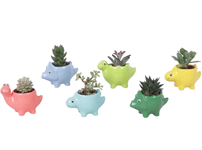 <h4>Thank you Teacher Arr. Succulent Ceramic Pot Dinosaur Ø12cm 1PP</h4>