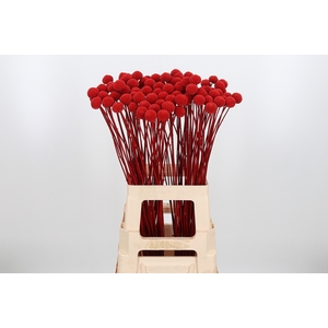 Craspedia Kl Bh Rood Xl