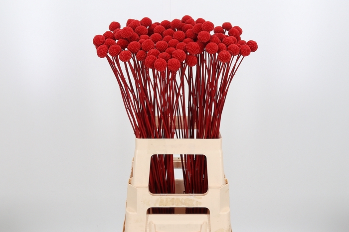 <h4>Craspedia Kl Bh Rood Xl</h4>