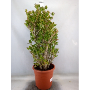 Crassula ovata