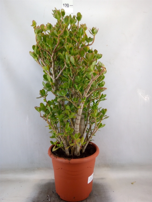 <h4>Crassula ovata</h4>