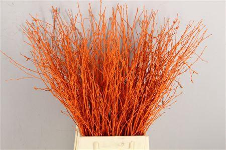 <h4>Berk Kort Oranje</h4>