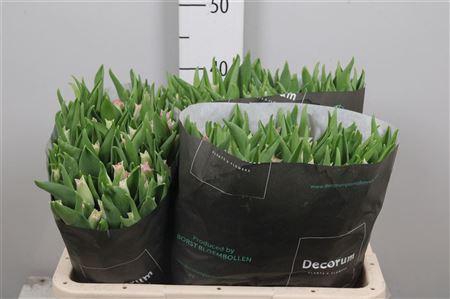 <h4>Tu Co Crown Dynasty</h4>