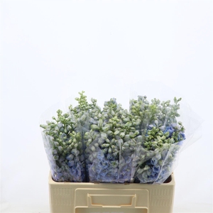 Delphinium Double Aurora Light Blue