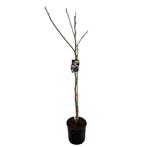 Ficus carica
