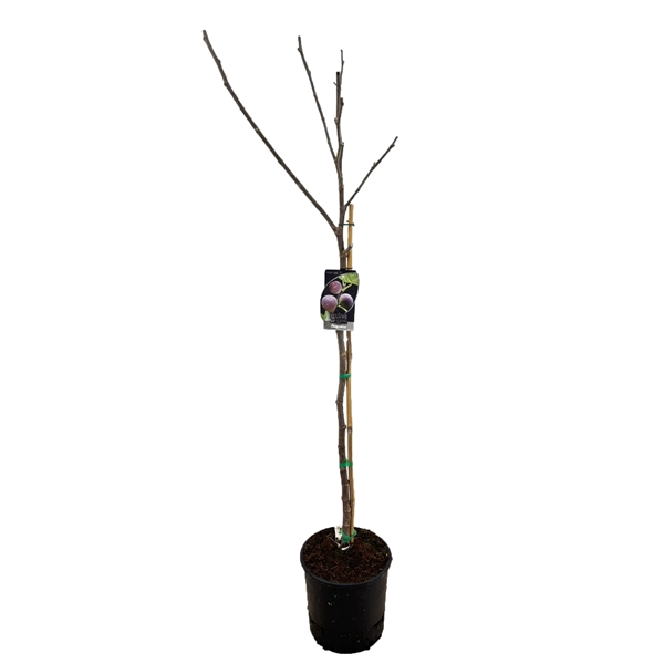 <h4>Ficus carica</h4>