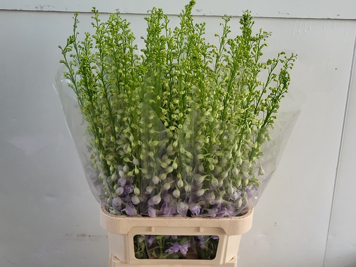 <h4>Delph Aurora Lavender EHM Vis</h4>