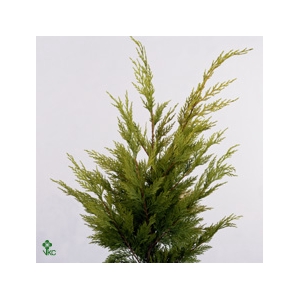 Cypresse Aurezonica Blauw