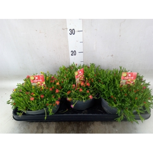 Delosperma coop. 'JewDesert'  ..mix