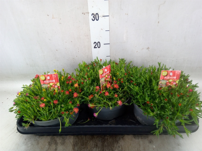 <h4>Delosperma coop. 'JewDesert'  ..mix</h4>