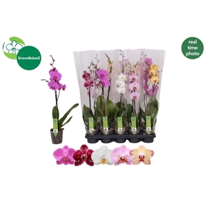 PHAL GEM 5 KL