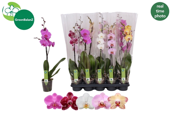 <h4>PHAL GEM 5 KL</h4>
