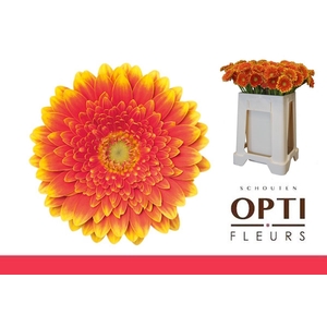 Germini Franky Water