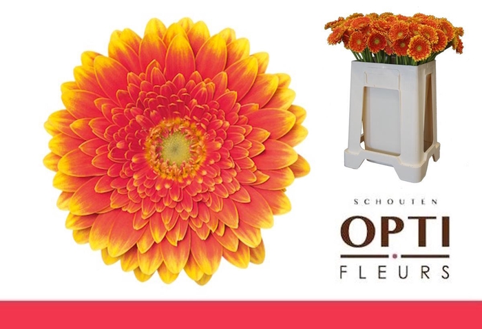 <h4>Germini Franky Water</h4>