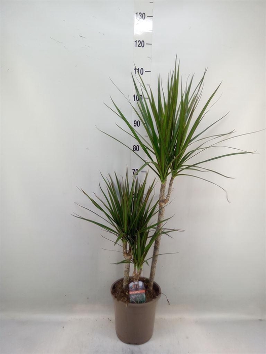 <h4>Dracaena marg.</h4>