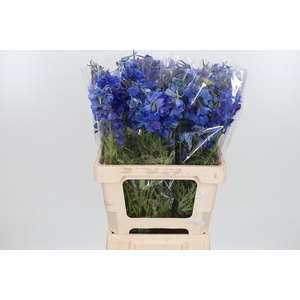 Delphinium Be Volkerfrieden