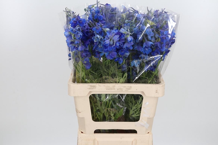 Delphinium Be Volkerfrieden