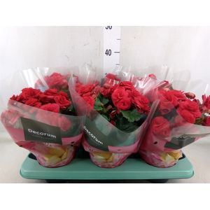Begonia elat. DU 'Baladin'