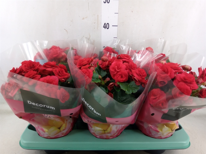 <h4>Begonia elat. DU 'Baladin'</h4>