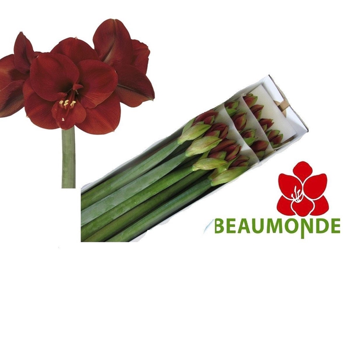 <h4>HIPP GA FERRARI</h4>