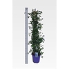 arr8 Cean Th Repens