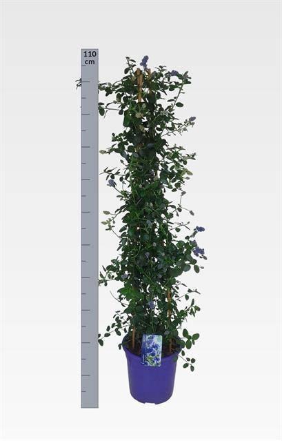 arr8 Cean Th Repens