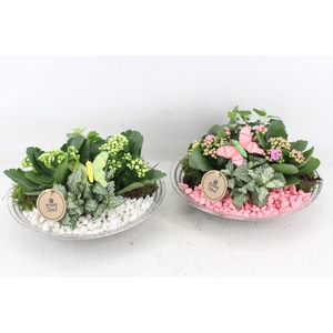 arr2 PL - Glas schaal 27cm - roze/wit