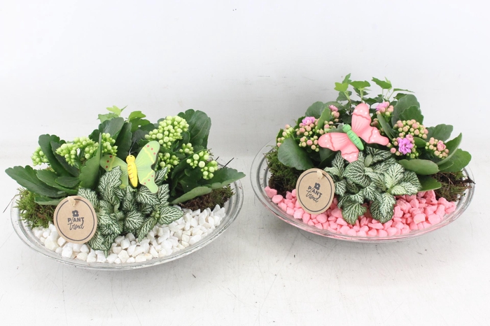 <h4>arr2 PL - Glas schaal 27cm - roze/wit</h4>