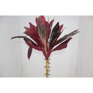 FLOR DE DRACENA CORTYLINE FRUTICOSA 060 CM