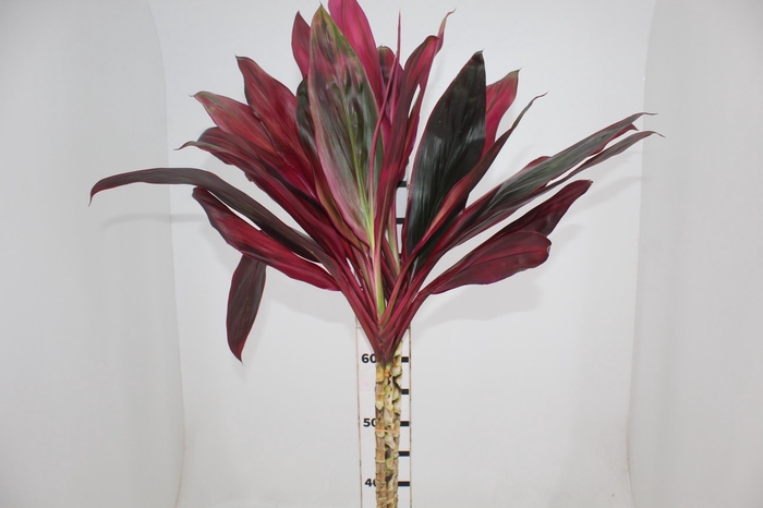 <h4>FLOR DE DRACENA CORTYLINE FRUTICOSA 060 CM</h4>