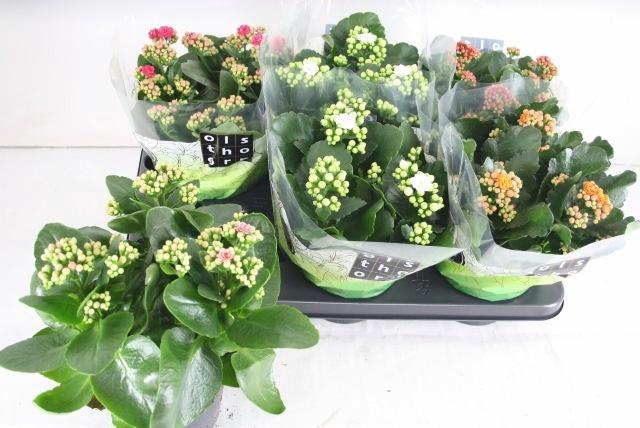 <h4>KAL GE GEM 5 KL</h4>