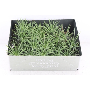 arr3 CP - Till. - Ionantha groen x20