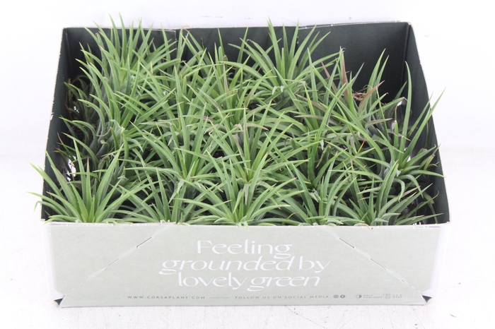 <h4>arr3 CP - Till. - Ionantha groen x20</h4>