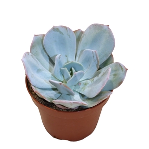 Echeveria Lauii Hybride