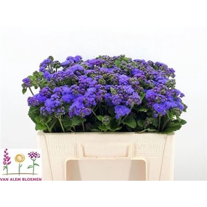 Ager H Blue Horizon