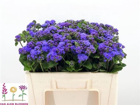 <h4>Ager H Blue Horizon</h4>