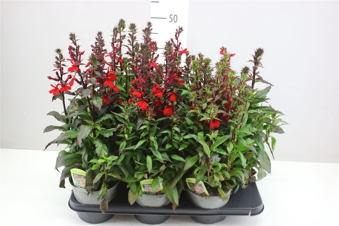 <h4>Lobelia Fan Scarlet Red</h4>