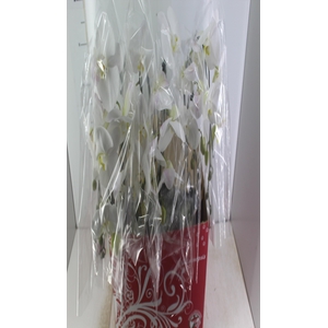PHALAENOPSIS CASCATA ESPECIAL P15 BRANCO MIN 8 FLS