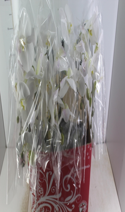 <h4>PHALAENOPSIS CASCATA ESPECIAL P15 BRANCO MIN 8 FLS</h4>
