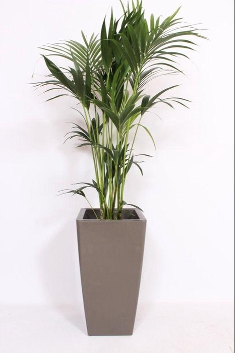 <h4>Howea Forsteriana in Piza pot "taupe"</h4>