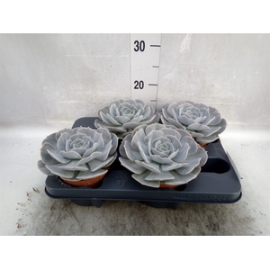 Echeveria  'Pollux'