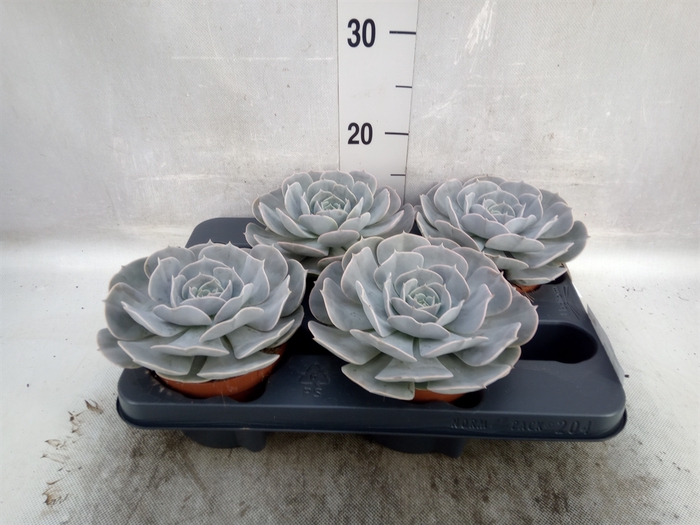 Echeveria  'Pollux'