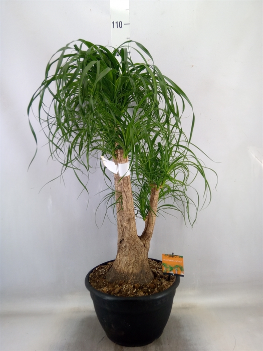 <h4>Beaucarnea recurvata</h4>