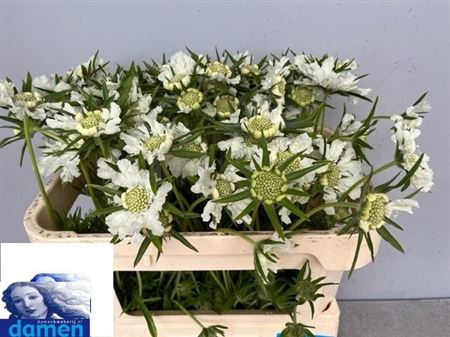 <h4>Scabiosa C Annabelle</h4>