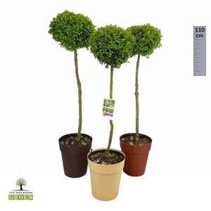 Buxus sempervirens Bol op stam M