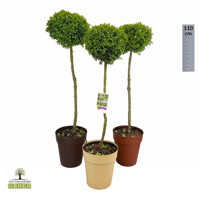 <h4>Buxus sempervirens Bol op stam M</h4>