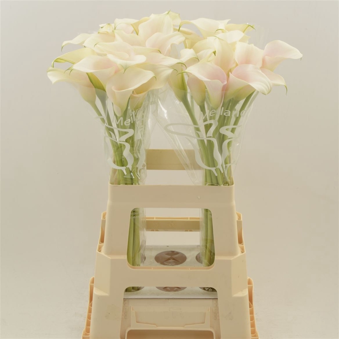 <h4>Calla Ventura Blush</h4>