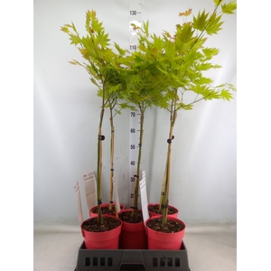 Acer shirasawanum